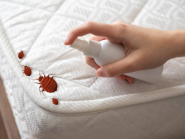 Wasp Removal Services in Tonawanda, NY